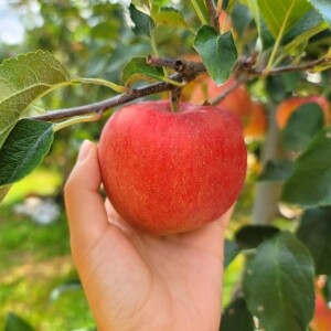 정선사과 강원도 임계 사과 햇사과 꿀사과 가정용 부사 5kg