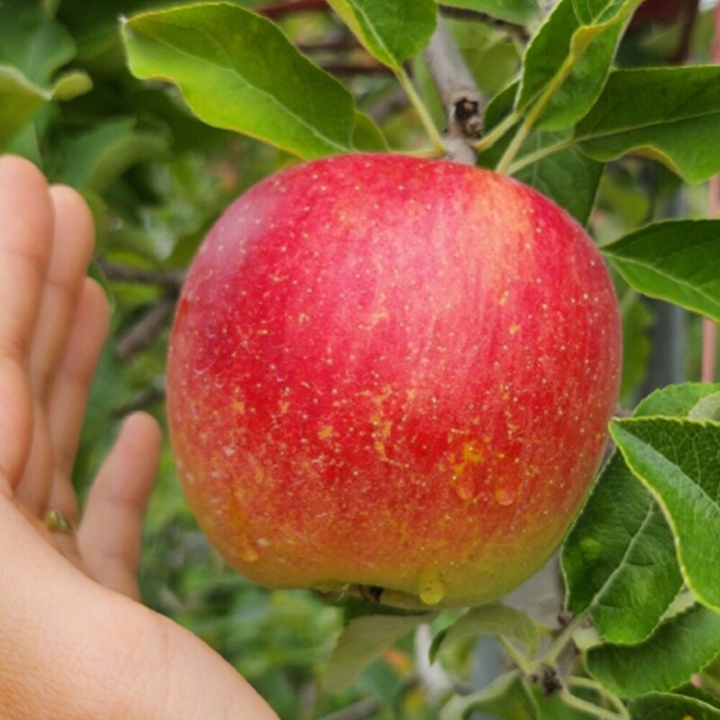 은하수농원,정선사과 강원도 임계 사과 햇사과 꿀사과 가정용 부사 10kg