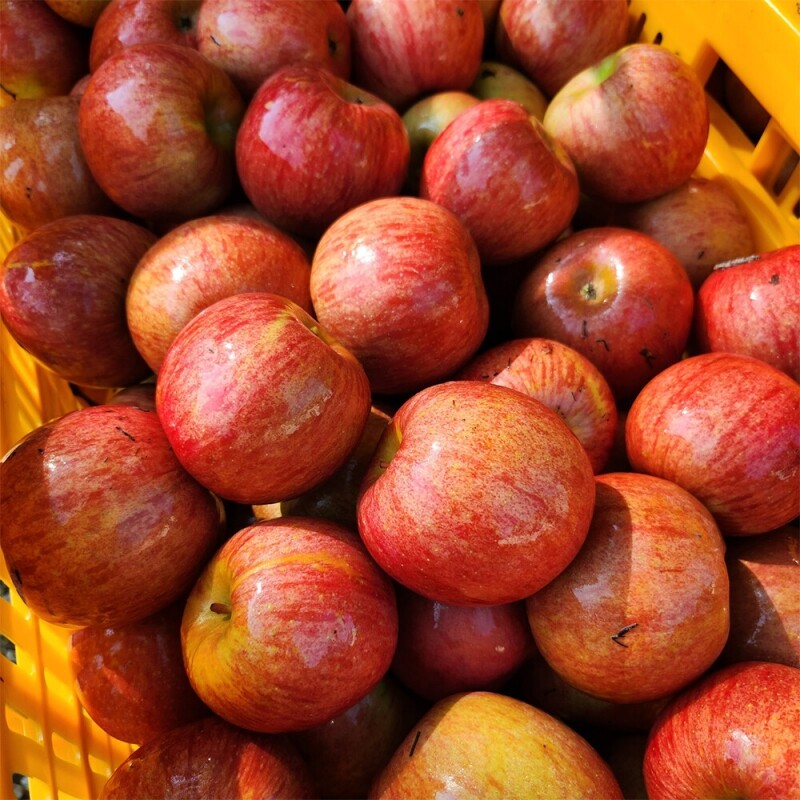 은하수농원,정선사과 강원도 임계 사과 햇사과 꿀사과 가정용 부사 10kg