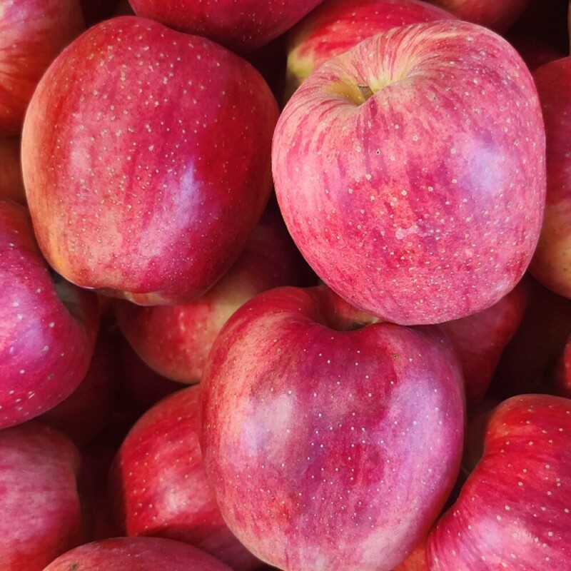 은하수농원,정선사과 강원도 임계 사과 햇사과 꿀사과 가정용 부사 3kg