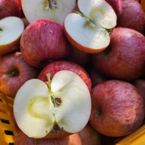 [못난이사과]정선사과 강원도 임계 사과 햇사과 꿀사과 가정용 부사 5kg