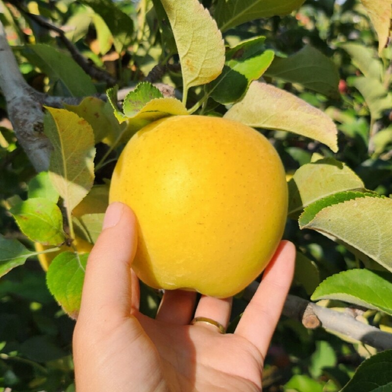 은하수농원,정선사과 강원도 임계 사과 햇사과 꿀사과 가정용 부사 3kg
